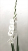 Esquela